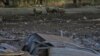 Las ovejas miran los escombros de un edificio industrial dañado por un ataque con misiles rusos, en medio del ataque de Rusia a Ucrania, en Odesa, Ucrania, el 18 de mayo de 2023. (REUTERS/Nina Liashonok)