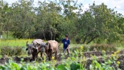 Info Martí | La agricultura sector crítico para el régimen castrista Info Martí | La agricultura sector crítico para el régimen castrista
