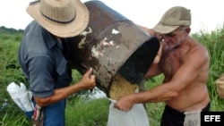 Campesinos cubanos cosechan arroz en la Cooperativa Camilo Cienfuegos, del poblado Bahía Honda, en la provincia de Pinar del Río.