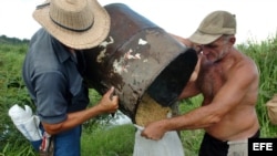 Campesinos cubanos cosechan arroz en la Cooperativa Camilo Cienfuegos, del poblado Bahía Honda, en la provincia de Pinar del Río.