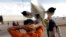 Una deportación aérea ejecutada por ICE. (Foto: Archivo REUTERS/Carlos Barria)