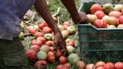 Campesinos cubanos denuncian las precarias condiciones en las que trabajan Campesinos cubanos denuncian las precarias condiciones en las que trabajan