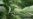 Cubanos arrestados por tráfico de marihuana desde Colorado