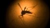 Mosquito Aedes aegypti.