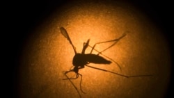 La epidemia del dengue azota la población cubana La epidemia del dengue azota la población cubana