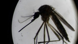 Cubanos ponen en duda cifras oficiales de dengue Cubanos ponen en duda cifras oficiales de dengue