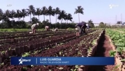 Info Martí | Crisis en el agro cubano
 Info Martí | Crisis en el agro cubano