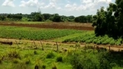 El contraste entre las tierras ociosas del estado y lo que puede lograr un campesino El contraste entre las tierras ociosas del estado y lo que puede lograr un campesino