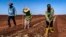 Agricultores cubanos preparan la tierra para el cultivo