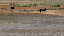 La falta de producción agrícola a gran escala incrementará la escasez de alimentos en el segundo semestre del año. La falta de producción agrícola a gran escala incrementará la escasez de alimentos en el segundo semestre del año.