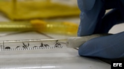 Muestra de mosquitos en el Laboratorio de Biomedicina de la Universidad Federal de Río de Janeiro.
