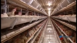 Cuba cancela importación de pollos de Estados Unidos Cuba cancela importación de pollos de Estados Unidos