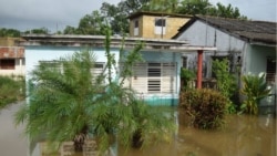 Las cosechas están afectadas en Pinar del Río por las intensas lluvias Las cosechas están afectadas en Pinar del Río por las intensas lluvias