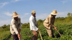 Testimonios de campesinos cubanos en el programa Cuba al Día Testimonios de campesinos cubanos en el programa Cuba al Día