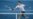 Roger Federer gana en Copa Hopman