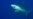 Científicos temen merma de tiburones en aguas cubanas