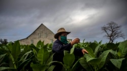Campesinos denuncian que preparativos de zafra del tabaco están muy atrasados Campesinos denuncian que preparativos de zafra del tabaco están muy atrasados
