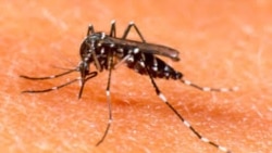 Noticias de Cuba en 5 minutos | 08/14/2025 Los mosquitos contagian dengue y malaria a millones de personas. google