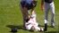 Luis Robert Moirán sufrió una distensión de grado 3 en el flexor de la cadera derecha. David Banks-USA TODAY Sports vía Reuters