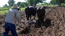 Gobierno cubano pide a campesinos trabajar más "pero sin nada a cambio" Gobierno cubano pide a campesinos trabajar más "pero sin nada a cambio"