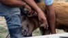 Criadores de cerdos en una granja cubana.