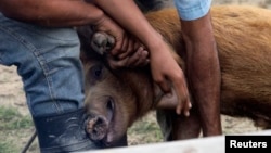 Criadores de cerdos en una granja cubana.