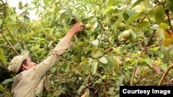 Recogida de guayaba, en plantaciones pertenecientes a la Empresa Agroindustrial Ceballos, Ciego de Avila.
