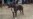 Perros de La Habana, en pasarelas y en sangrientas peleas