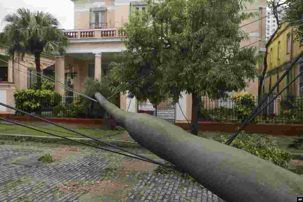 Una palma real derribada en La Habana. 