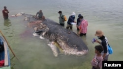 Ballena encontrada en Indonesia