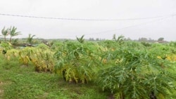 Leydis Tabares y Jorge Bello explican como la mala gestión ha arruinado la productividad campesina en Cuba Leydis Tabares y Jorge Bello explican como la mala gestión ha arruinado la productividad campesina en Cuba
