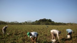 Campesinos cubanos desesperados por los robos: La Policía no hace nada Campesinos cubanos desesperados por los robos: La Policía no hace nada