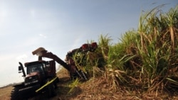 Cuba afronta la peor zafra de los últimos 150 años Cuba afronta la peor zafra de los últimos 150 años