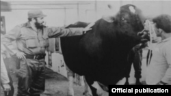Fidel Castro en el Centro de Inseminación Artificial Rosafé Signet, en San José de las Lajas.