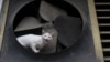 Un gato callejero. Los casos de rabia en Holguín se asocian a mordeduras y lesiones provocadas principalmente por este felino. (REUTERS/Alexandre Meneghini)