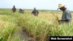 Siembra de arroz en Cuba.