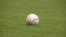 Pelota de Grandes Ligas.