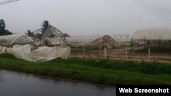 Afectaciones a cosecha tabacalera en Pinar del Río.