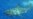 Tiburones de Cuba en Discovery Channel