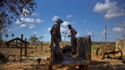 "El hambre está atroz", denuncia campesino cubano "El hambre está atroz", denuncia campesino cubano