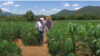Campesinos cuentapropistas. (Captura de pantalla de Canal Caribe).