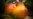 ¿Qué sabe Canadá de mangos, guayaba y frutabomba?