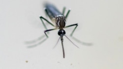 Cuba intenta ocultar avances del Dengue y otras enfermedades estacionarias Cuba intenta ocultar avances del Dengue y otras enfermedades estacionarias