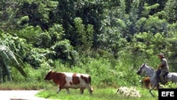 Un campesino pastorea una vaca en La Habana (Cuba).