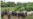 FAO dona más de 700.000 a Cuba para producción de carne, leche y granos