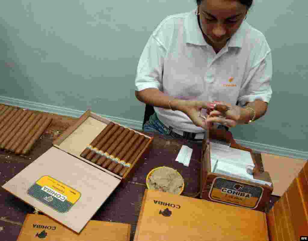 El Departamento del Tesoro de EEUU elimina restricciones al cigarro y ron cubanos. Una chica coloca los anillos distintivos a los tabacos en la fábrica Cohiba.  