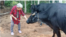 Isabel Urquiola, a sus 78 años, mantiene la finca en Viñales.