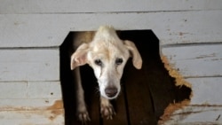 Arrestan a protector de animales por protesta contra recogida de perros callejeros Arrestan a protector de animales por protesta contra recogida de perros callejeros