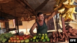 Un hombre espera la llegada de clientes en un puesto privado de venta de vegetales en el municipio habanero de Bejucal (Cuba).