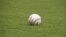 Pelota de Grandes Ligas.